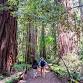 Free guided walks through Armstrong Redwoods in event image