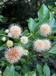 Image result for Cephalanthus