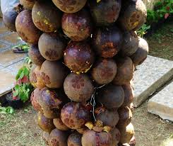 Selain itu konsumsi ekstrak atau teh kulit manggis secukupnya saja. Cair Obat Tradisional Kulit Buah Manggis Obat Kulit Manggis Dan Daun Sirsak Obat Alami Online Ringtoneforrelaince