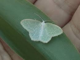 Image result for Mesotype parallelolineata