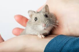 Just be cautious of extreme temperature changesthese little mammals should never be kept in direct sunlight or in a drafty area. What Types Of Hamster Are The Friendliest Getting A Hamster Hamsters