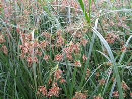 Image result for Cyperus longicarpus