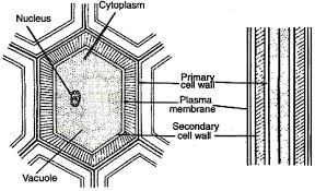 A cell wall is an outer layer surrounding certain cells that is outside of the cell membrane. Describe The Structure Of Cell Wall Sarthaks Econnect Largest Online Education Community