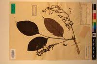 Image result for Lannea welwitschii