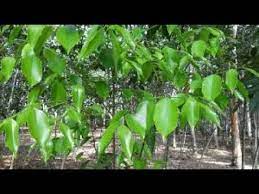 Daun gaharu adalah jenis daun dari tanaman gaharu yang konon sudah langka dan hampir punah. 7 Manfaat Daun Gaharu Untuk Kesehatan Yang Sangat Luar Biasa Youtube