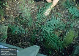 Image result for Pteris burtonii