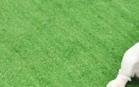 Install synthetic grass in your home now! Cool Pet Friendly Artificial Grass For Dogs Resource Guide