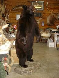 Black Bear Half Mounts Prices Black Bear By Peyser Taxidermy Www Peysertaxidermy Com Taxidermy Decor Taxidermy Taxidermy Mounts