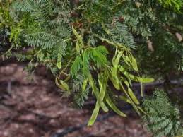 Image result for Acacia decurrens