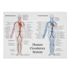 The right and left subclavian arteries give rise to the thyrocervical trunk. Human Circulatory System Of Arteries And Veins Poster Zazzle Com Human Circulatory System Circulatory System Arteries And Veins