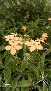 Image result for Barleria tanzaniana