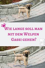 Wann ist ein welpe zu teuer? Wie Lange Darf Man Gassigehen