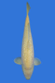 Feinste momo pfirsiche treffen auf yuzu zitrone, sakura kirschblüte und sencha tee. Gin Rin Karashigoi Sold Grand Koi Llc