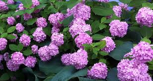 We did not find results for: Garden Soil Ph Blue Hydrangeas And Unhappy Azaleas