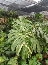 Pin Oleh Cv Nuansa Hijau Di Tanaman Varigata Di 2021 Tanaman Menanam Wallpaper Bunga