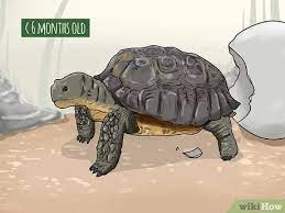 How To Tell The Age Of A Tortoise 12 Steps With Pictures