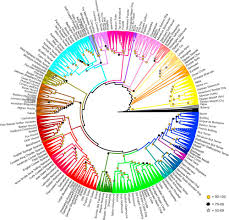 researchers create the first family tree of domestic dogs