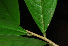 Image result for Uvariodendron
