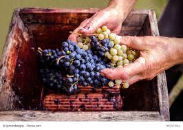 Con un poco de paciencia y en tan solo dos semanas conseguirás tu propio vino. Como Hacer Vino Casero Sin Esfuerzo