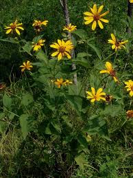 Image result for Dewildemania filifolia