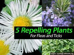 Diatomaceous Earth Pest Control Its Benefits And How To Use It In Your Garden Plants Mosquito Repelling Plants Plants That Repel Bugs