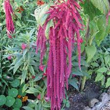 Amaranthus Caudatus Red Garnet Flower Seeds Flower Guide Flowers