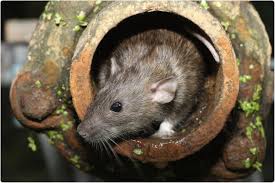 Select the department you want to search in. Study Suggests Sewer Rats Immune To Sars Cov 2