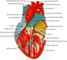 Most of the other waste products are disposed of by the kidneys. Closed Heart Model Heart Anatomy Anatomy Models Labeled Human Heart Anatomy