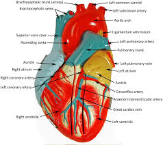 Blood and lymph vessels arteries and nerves of hand: Closed Heart Model Heart Anatomy Anatomy Models Labeled Human Heart Anatomy