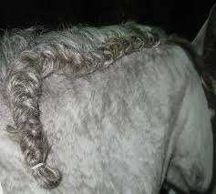 If your horse has an arch or dip in its crest, your braids may be varied lengths. 6 Steps To Braid Running Braids In Horse Manes Curlyfarm Com