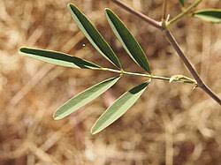 Image result for Tephrosia longipes