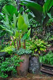 Plants Balinese Garden Tropical Garden Design Tropical Landscaping