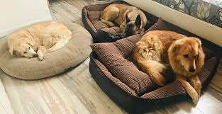 Pin By Nur Basaran On Myanimals In 2020 Bean Bag Chair My Animal Animals