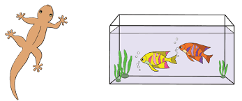 Gambar organ ikan mas dan fungsinya. Pembelajaran 1 Tema 1 Subtema 1 Ciri Ciri Makhluk Hidup Mikirbae Com