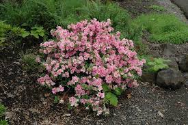 Gumpo Pink Azalea Rhododendron 39 Gumpo Pink 39 In Fayetteville Pink Azaleas Front Yard Landscaping Plans Landscaping Plants