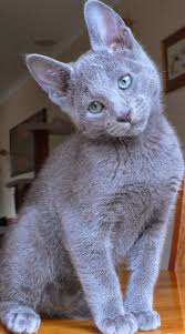 Russian Blue Cat Temperament Personality And Grooming Click The Picture To Read Goals Blue Cat Click Goals Groom Beautiful Cats Cats Russian Blue Cat
