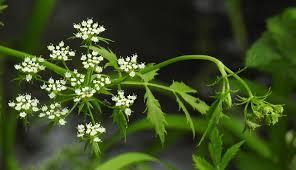 Image result for Berula erecta