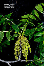 Image result for Juglandaceae