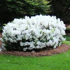 Autumn Angel Encore Azalea Shrub Azaleas Landscaping Shade Flowers Garden Shrubs