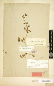 Image result for Limeum viscosum