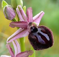Image result for Ophrypetalum