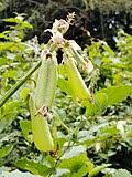 Image result for Crotalaria verrucosa