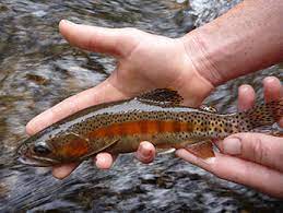 Fishing For Little Kern Golden Trout Native