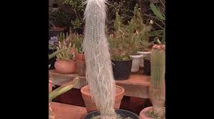 Live recording of 'long tall sally' performed by 'cactus' on december 19, 1971 in memphis, tennessee. Old Man Cactus Care Growing Cephalocereus Senilis How To