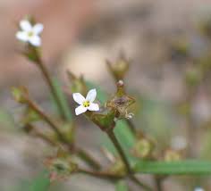 Image result for Afrocanthium pseudorandii