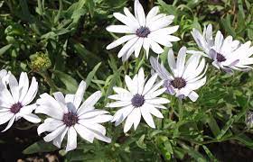 Ein vertreter der familie der asteraceae ist sie, die bornholmer margerite. Osteospermum Ecklonis Bornholm Margerite Pflanzenreich