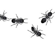 Eliminex pest, termite, and weed control provides the latest in proven pest & termite control services in an environmentally responsible way. Pest Patrol Home Facebook