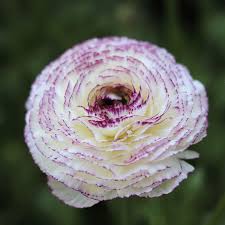 Image result for Ranunculus stagnalis