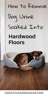 And, you cannot throw them away if they accidentally urinate on the floor. The Ultimate Guide To Cleaning Dog Urine Soaked Into Hardwood Floor
