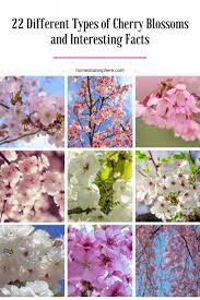Identify common trees in your region or north america. 22 Different Types Of Cherry Blossoms And Interesting Facts Types Of Cherries Cherry Blossom Cheery Blossoms Tree